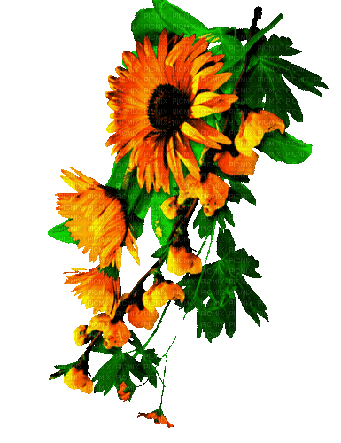 Animated.Flowers.Orange - By KittyKatLuv65 - Gratis geanimeerde GIF