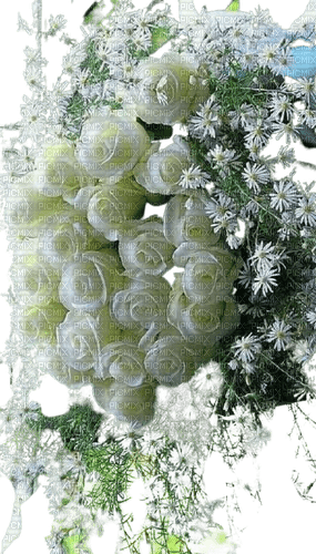 maj gif roses blanches - PNG gratuit