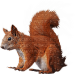 animaux - kostenlos png
