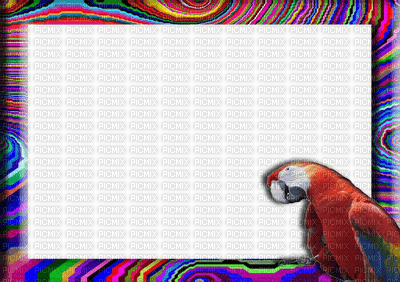 multicolore image encre bon anniversaire perroquet color effet cadre oiseau  edited by me - zdarma png