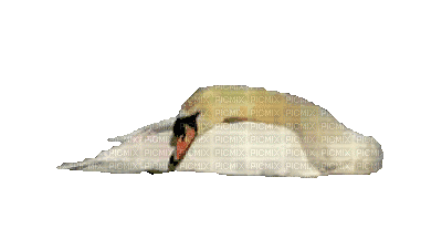 Лебедь 4 - GIF animé gratuit
