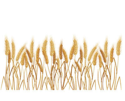 пшеница - ilmainen png