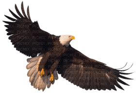 Kaz_Creations Eagle Bird - besplatni png
