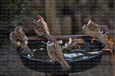Ptaki tusz - Free animated GIF