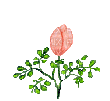 Blooming Pink Flower - GIF เคลื่อนไหวฟรี