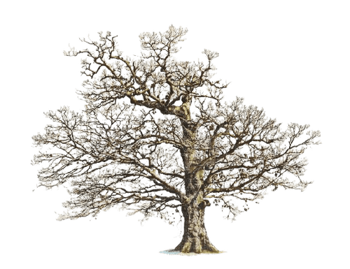 Tree arbre albero baum дерево ROSALIA73 - nemokama png