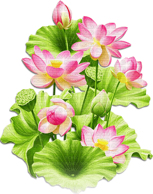 soave deco branch flowers water lilies pink green - 無料png