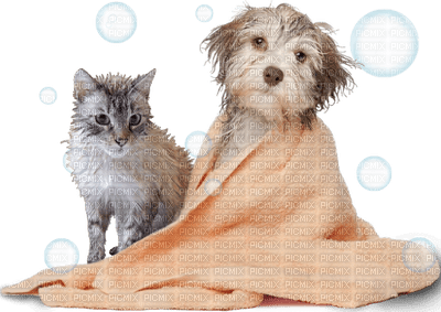 Kaz_Creations Dogs Dog Pup 🐶 Cat Kitten 🐱 - gratis png
