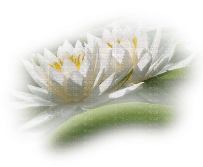 lotus flowers bp - ilmainen png