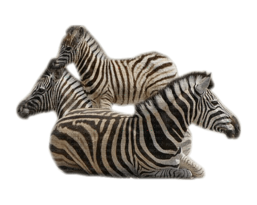 zebre - δωρεάν png