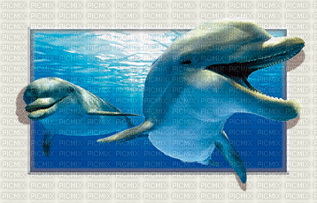 dolphins bp - Nemokamas animacinis gif
