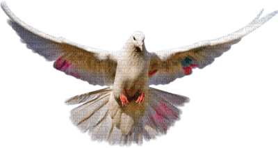 colombe ( - darmowe png