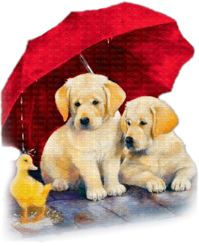 soave animals rain dog friends umbrella  deco - png gratis