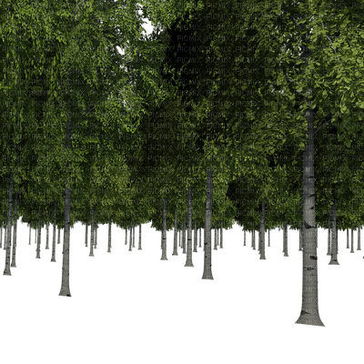 Forest -Nitsa Papacon - 免费PNG