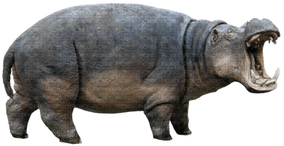 Kaz_Creations Animals Hippopotamus - zdarma png