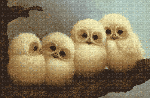 Baby Owls - Nemokamas animacinis gif