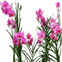 flowers katrin - zdarma png