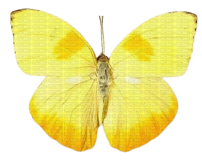 yellow butterfly - zadarmo png
