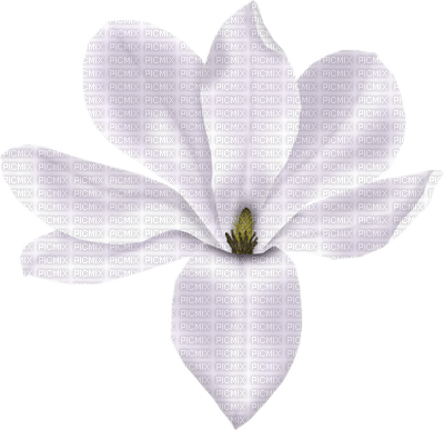lila-flower-decoration - bezmaksas png
