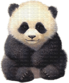Kaz_Creations Animals Pandas Panda - png gratis