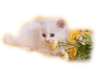 Kaz_Creations  Cats Cat Kittens Kitten - δωρεάν png
