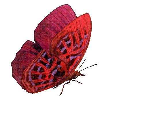 red butterfly 2 - GIF animate gratis