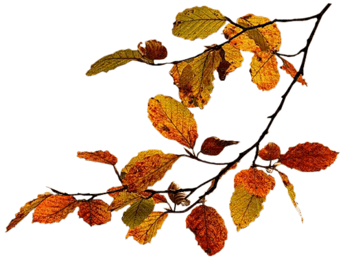 Autumn - nemokama png