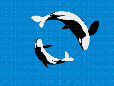 delfines dolphin - GIF animado grátis