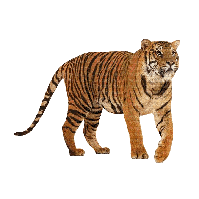 Tiger - Animovaný GIF zadarmo