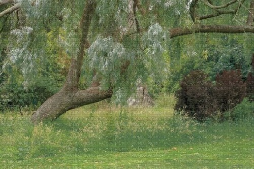 tree background - png gratis