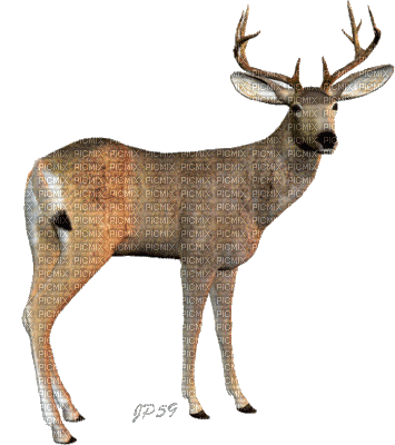 Buck - Besplatni animirani GIF