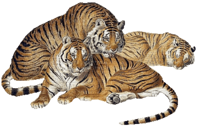 Tigers - GIF animate gratis