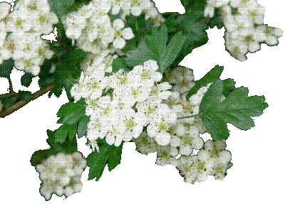 Fleur aubépine blanche - Бесплатни анимирани ГИФ