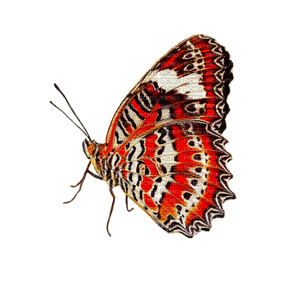 Motyl m - darmowe png