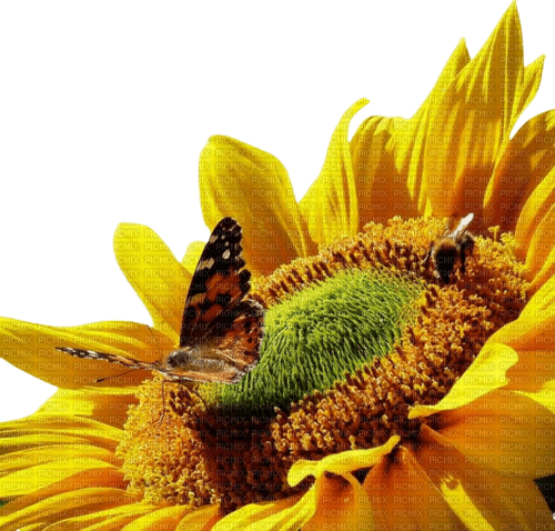 sunflower sonnenblume tournesol - png ฟรี