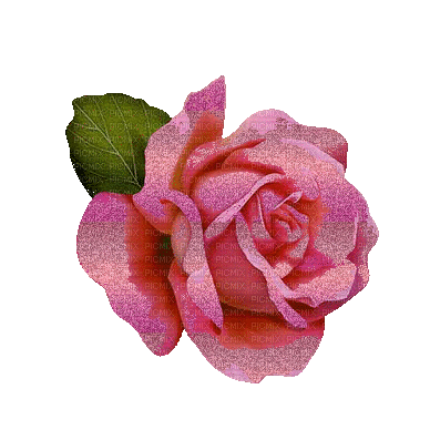pink rose glitter - GIF animate gratis