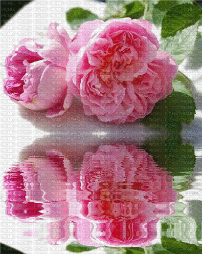 Rosen Am Wasser - Gratis geanimeerde GIF