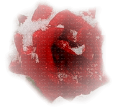 cecily-fleur givree - PNG gratuit