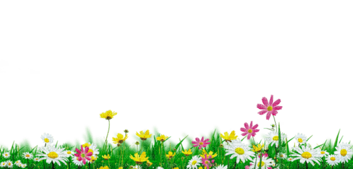 flowers field deco - фрее пнг