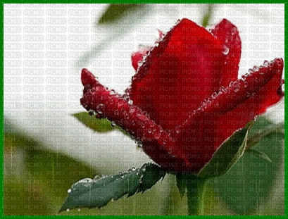 rose background - Free animated GIF