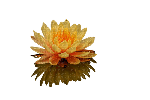 flower,lotus - ilmainen png