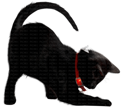 Kaz_Creations  Cat Kitten - zdarma png