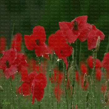 poppy flowers bg gif fond coquelicots - Ingyenes animált GIF