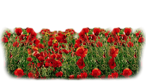 flores transparentes amapolas dubravka4 - δωρεάν png
