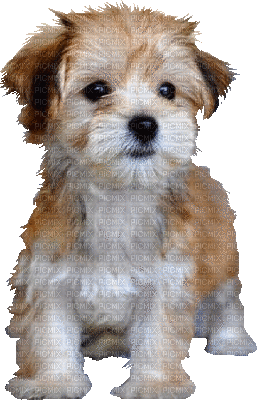 patymirabelle chien - GIF animé gratuit