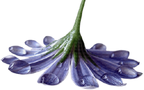 dolceluna blue flower teardrop - png gratuito