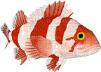 Fische - darmowe png