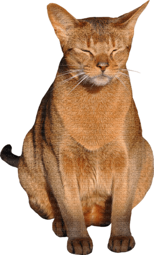 gala animals cat - 免费PNG