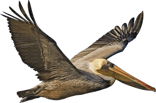 Pelican-RM - darmowe png