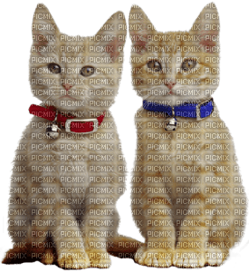 dulcineia8 gatos - kostenlos png